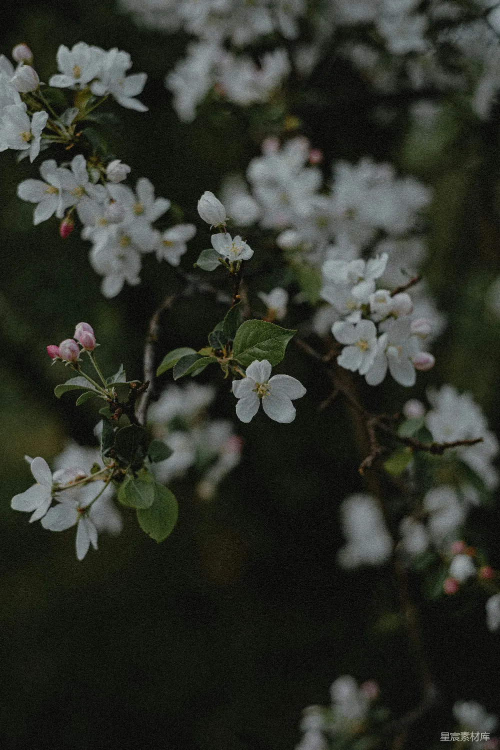 高清摄影 花朵 自然 宁静 春日 柔和 静谧的白色花序