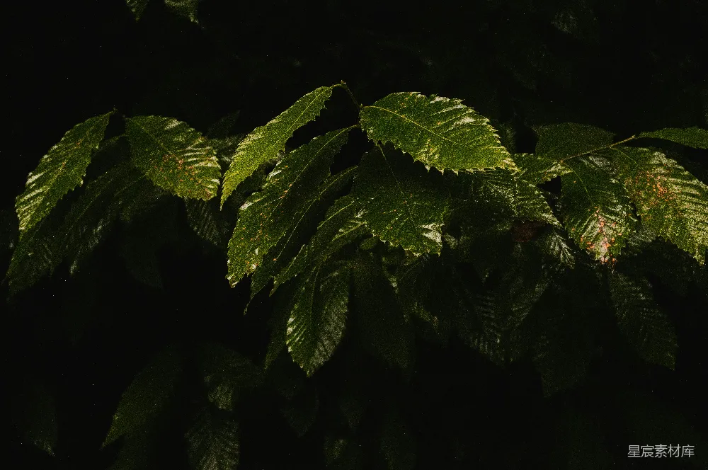 高清摄影 自然 树叶 深色背景 宁静 生态 深邃森林中的绿叶