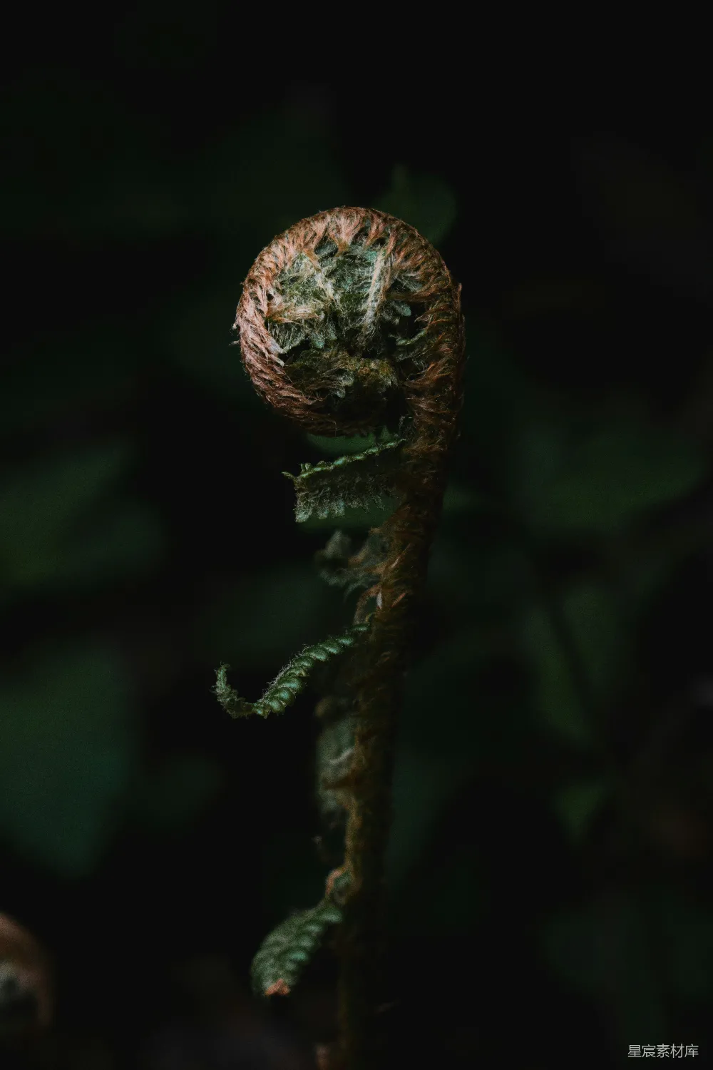 高清摄影 蕨类植物 自然 新生 森林 细节 蕨类植物的新生