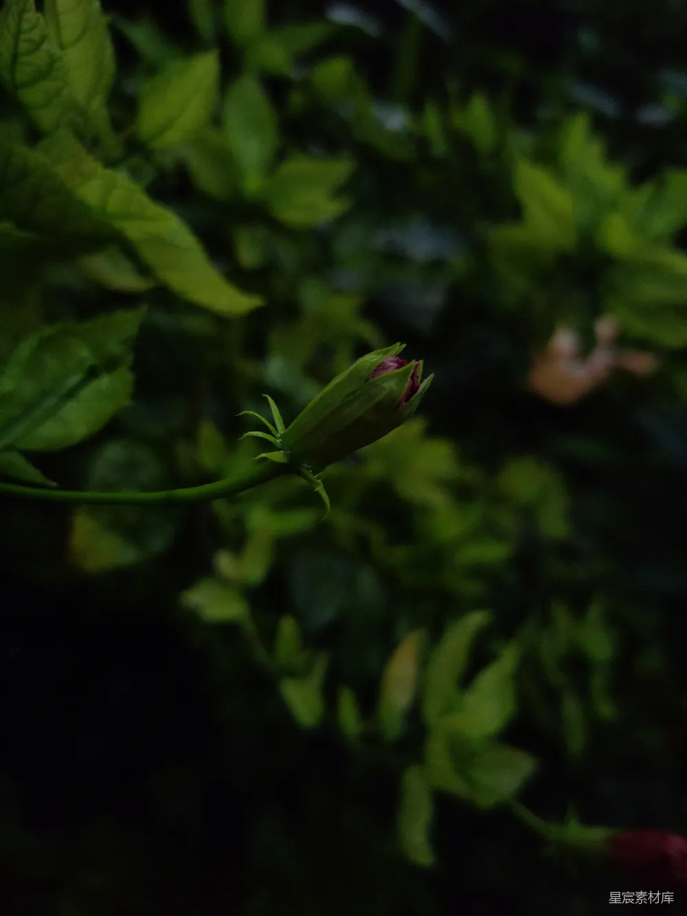 高清摄影 自然 花蕾 绿色 静谧 生长 含苞待放的花朵