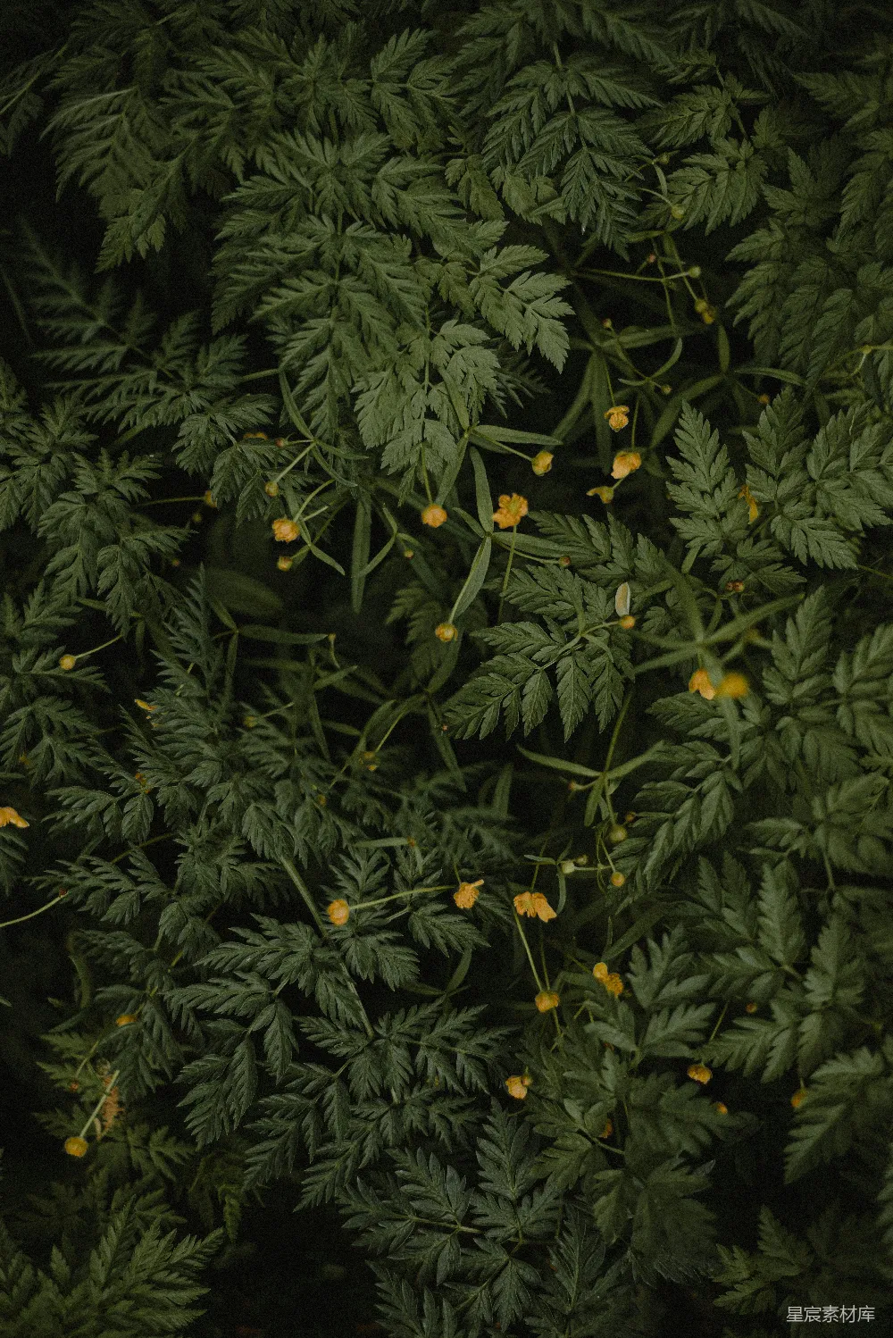 高清摄影 自然 植物 绿色 橙色 宁静 绿色植物与橙色花朵的自然之美