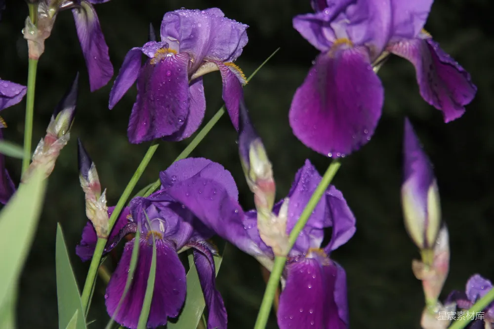 高清摄影 鸢尾花 紫色 雨后 自然 花卉 雨后紫色鸢尾花
