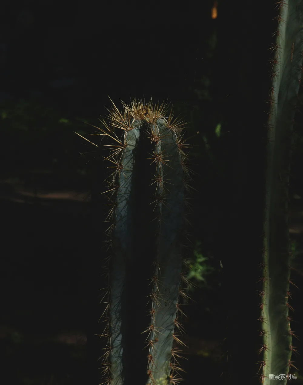 高清摄影 仙人掌 夜晚 自然 植物 沙漠 夜晚的仙人掌
