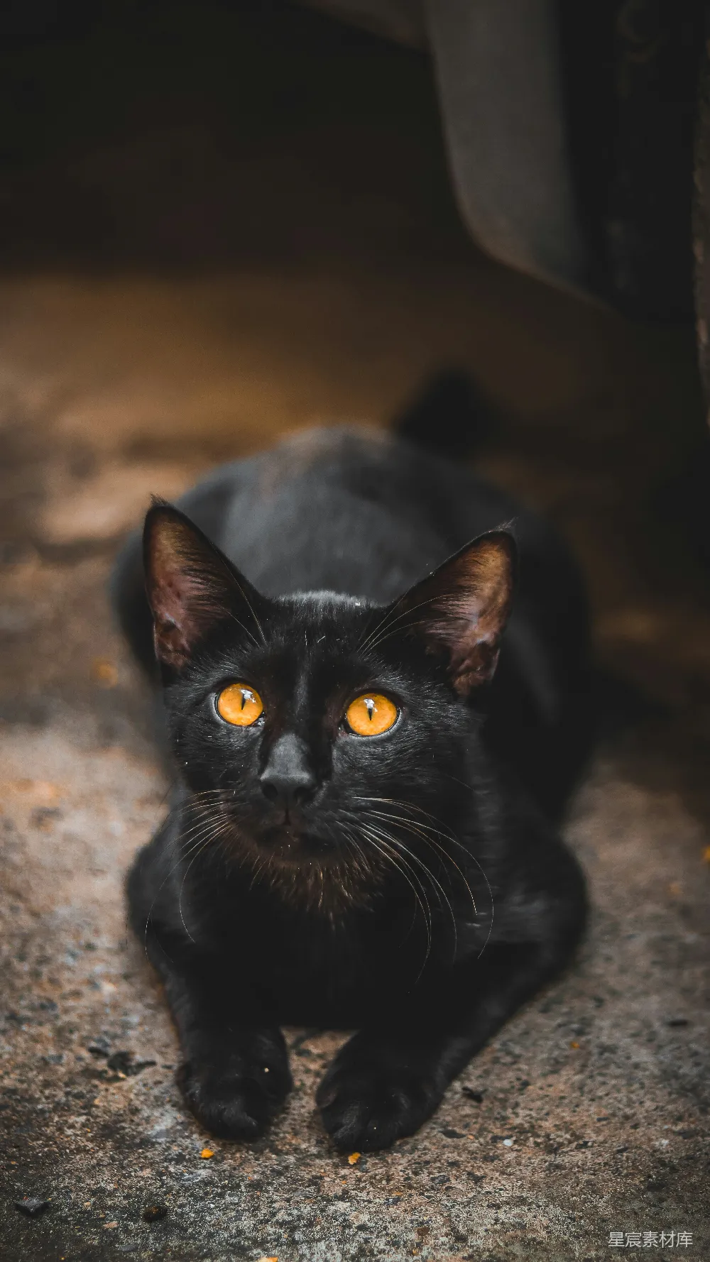 高清摄影 黑猫 特写 动物 可爱 猫咪 黑猫特写
