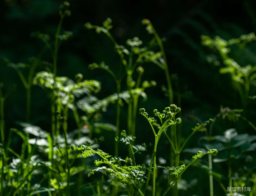 高清摄影 蕨类植物 自然 阳光 生态 生长 阳光下的蕨类植物