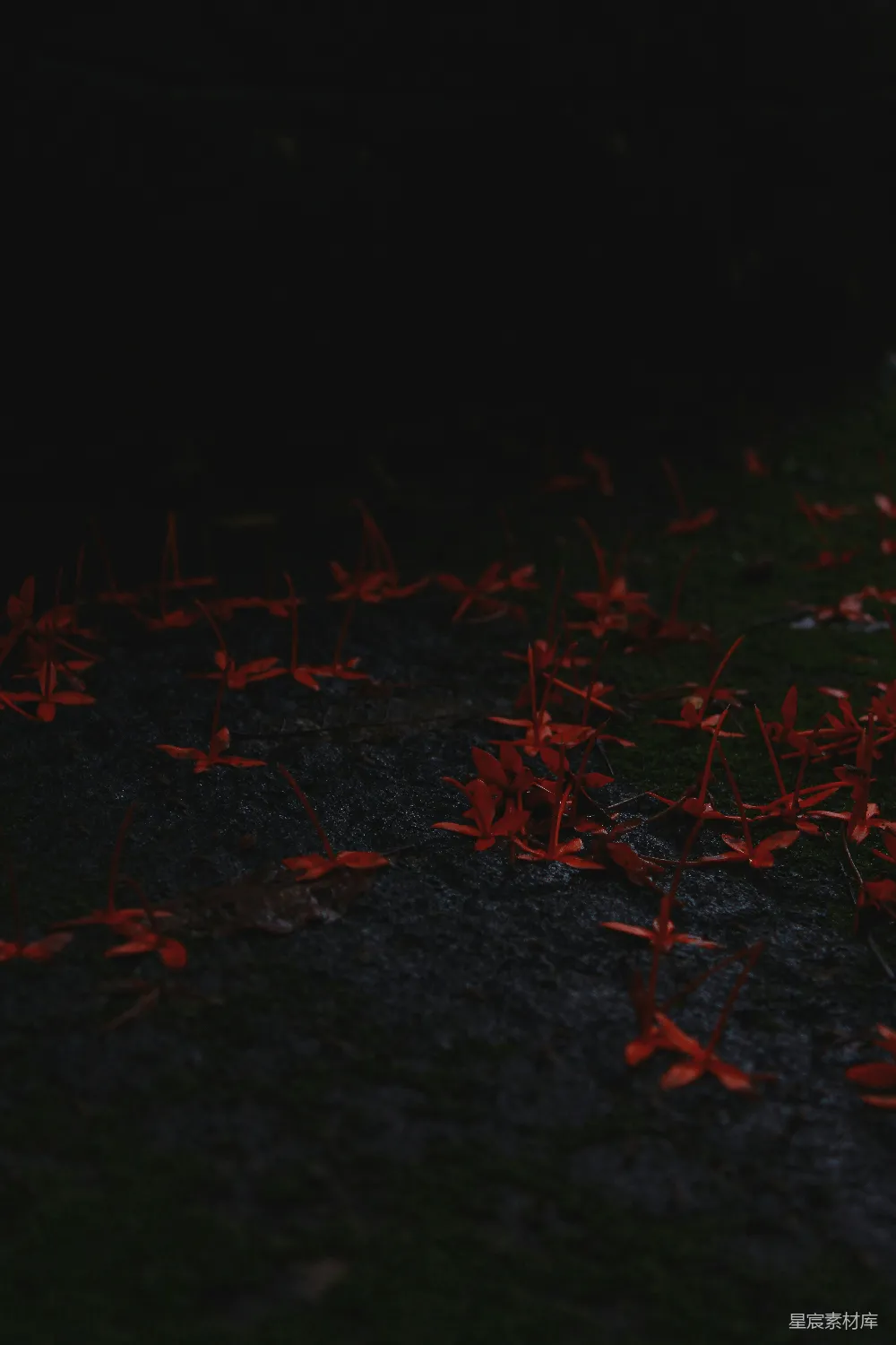 高清摄影 花瓣 地面上 红色 自然 宁静 地上的红色花瓣