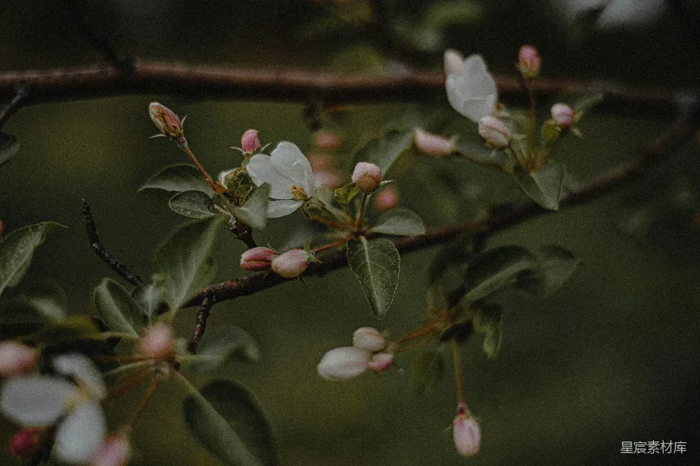 高清摄影 春天 自然 花卉 生机 宁静 春天的枝头绽放