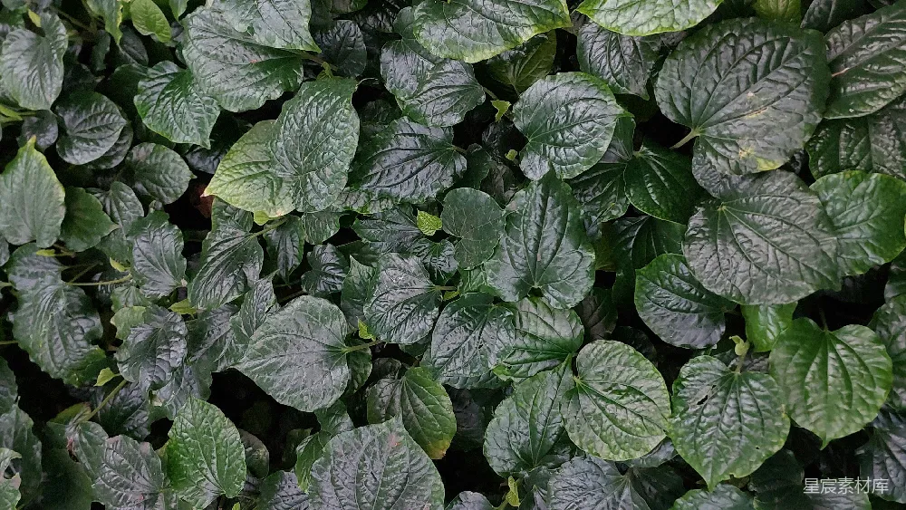 高清摄影 自然 绿色 植物 生态 户外 茂盛的绿叶植物