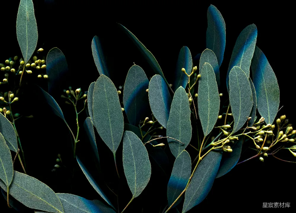 高清摄影 自然 植物 深色背景 细腻质感 静谧氛围 深邃夜色中的绿叶与果穗