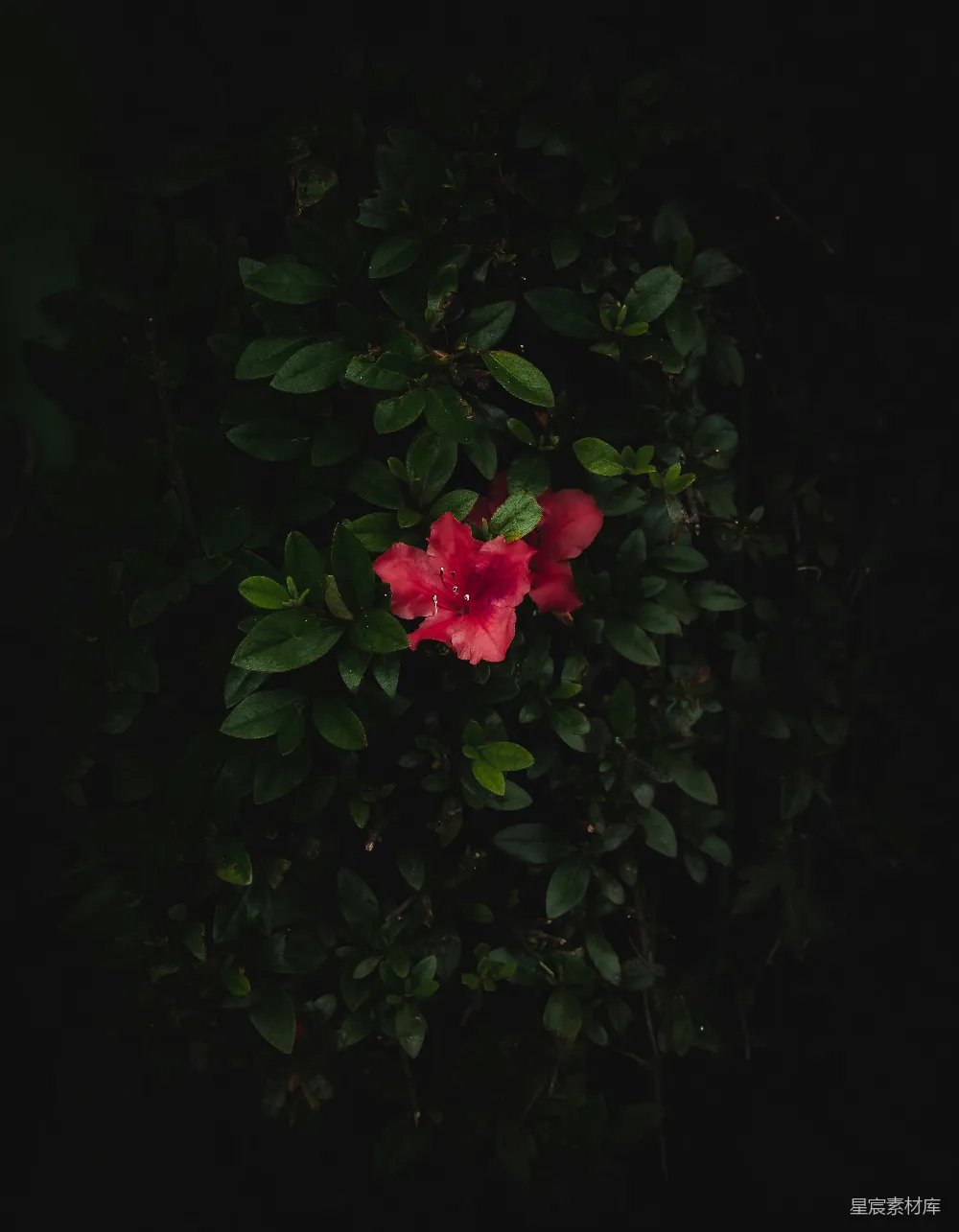 高清摄影 花卉 夜景 自然 摄影 静谧 夜色中的红花