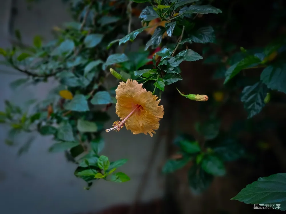 高清摄影 芙蓉花 自然 晨光 植物 花卉 晨光中的橙色芙蓉花