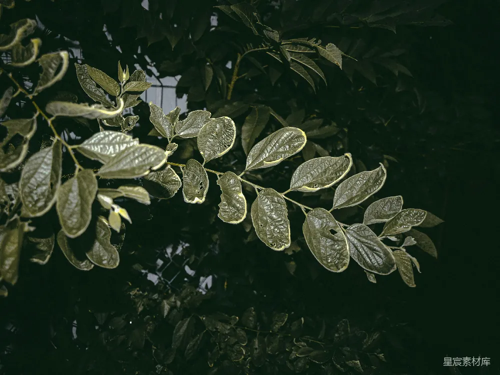 高清摄影 夜景 植物 自然 宁静 绿色 夜色中的绿叶