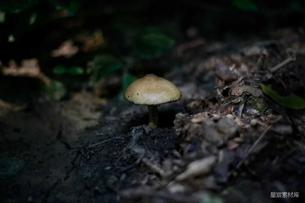 高清摄影 蘑菇 自然 森林 宁静 微距 森林中的小蘑菇