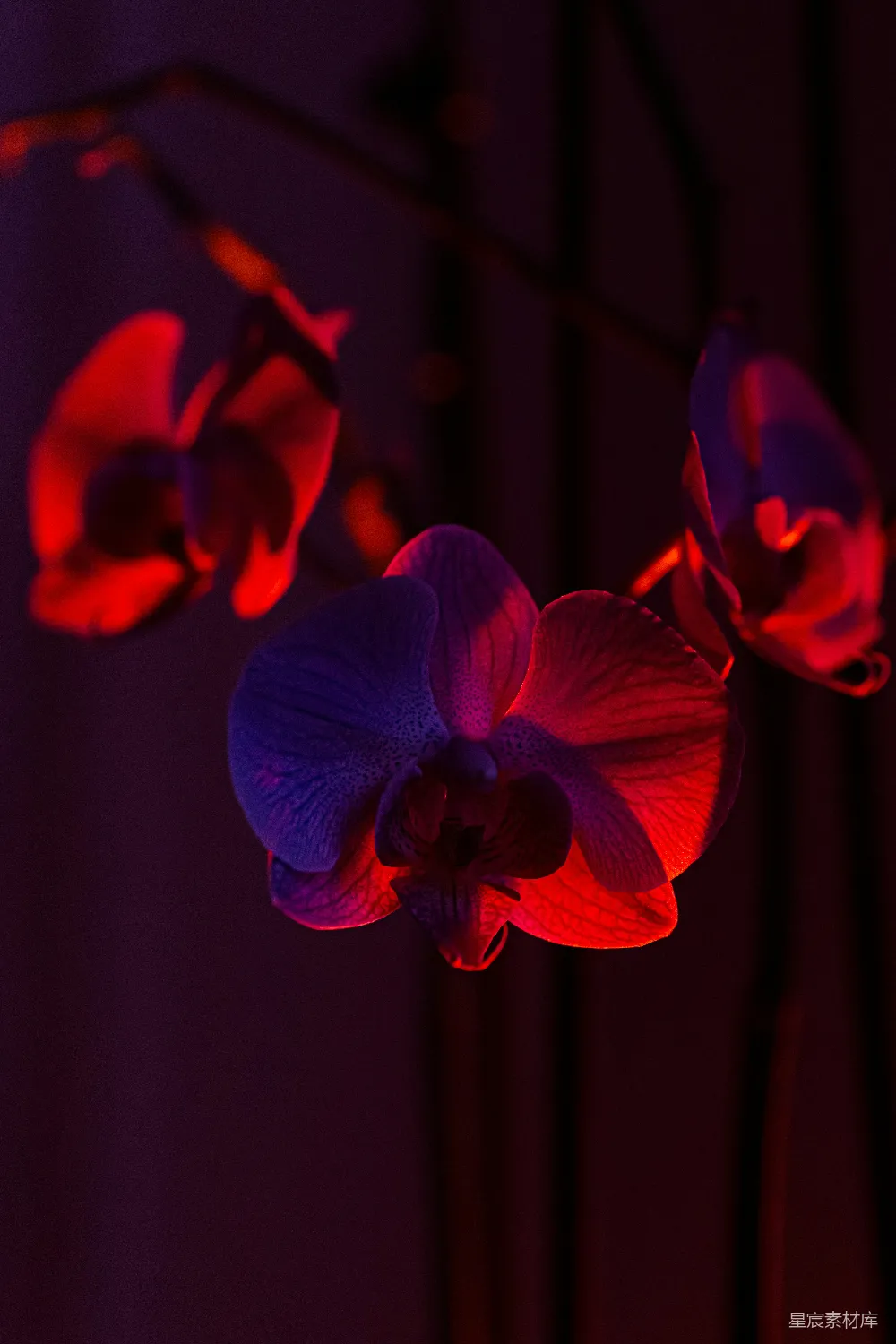 高清摄影 兰花 霓虹灯 梦幻 花卉摄影 室内装饰 霓虹下的兰花：梦幻与神秘