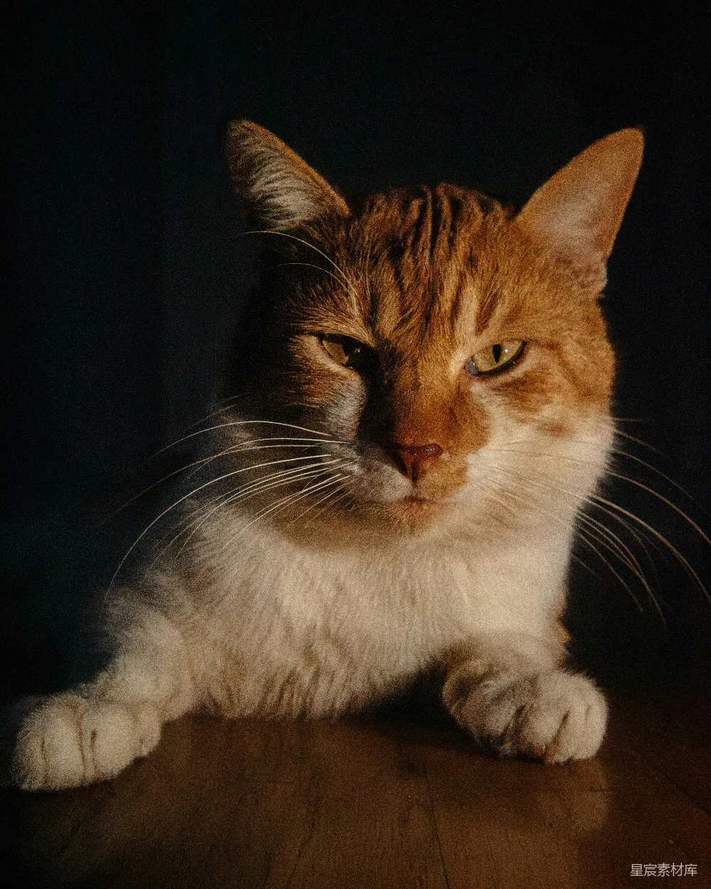 高清摄影 猫 夜晚 宠物 摄影 动物 夜晚的猫