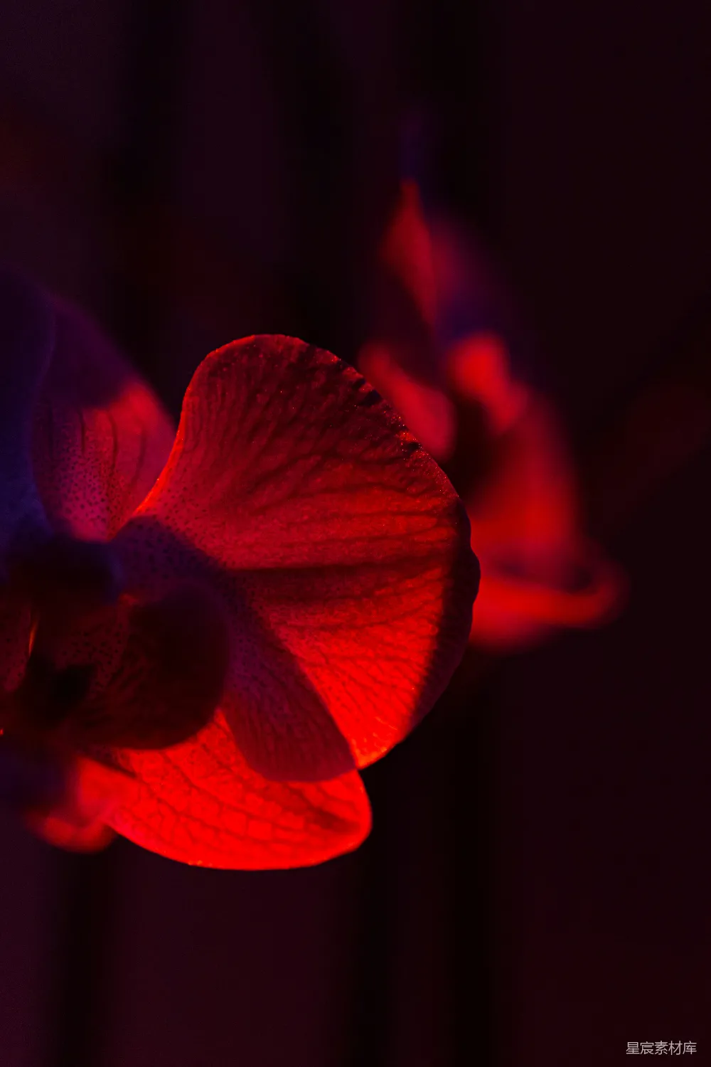 高清摄影 兰花 红色 特写 自然 花卉 红色兰花特写