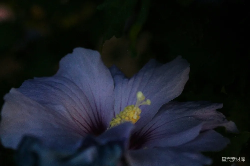 高清摄影 紫色花朵 夜景 自然 花卉 静谧 夜晚的紫色花朵
