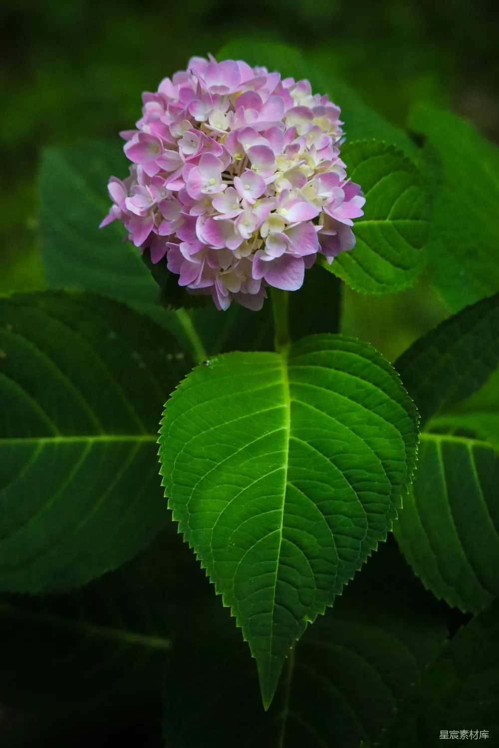 高清摄影 绣球花 植物 自然 花卉 特写 粉紫色绣球花特写