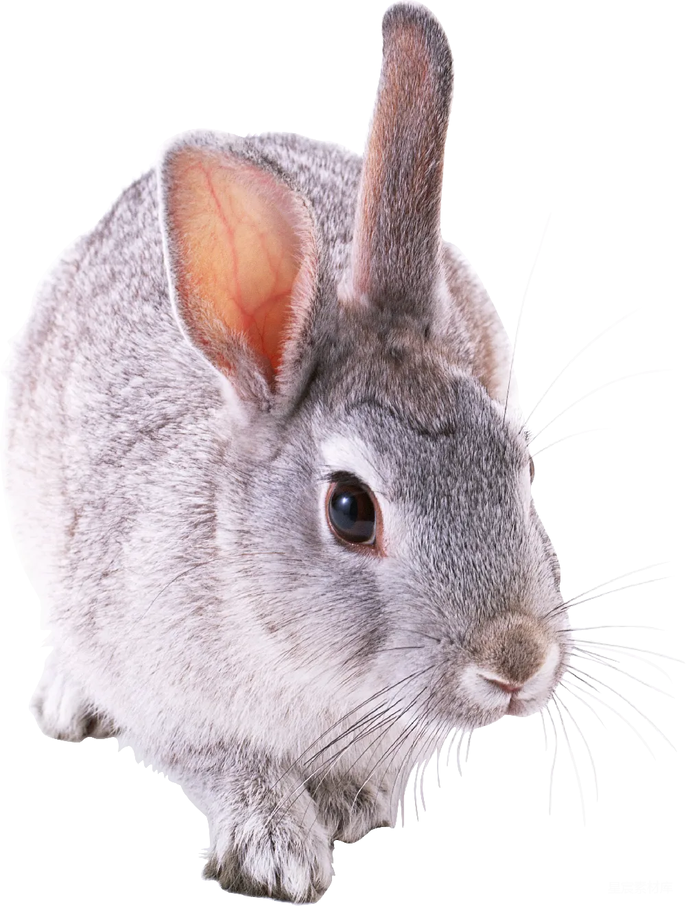 元素素材 PNG