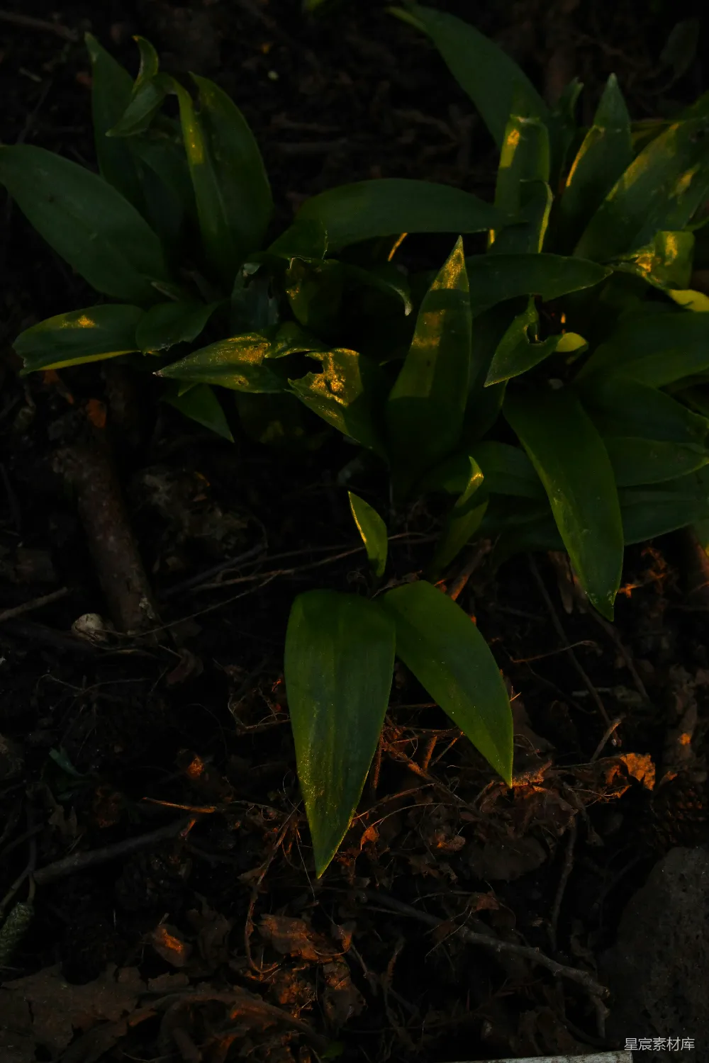 高清摄影 植物 自然 黄昏 户外 宁静 黄昏下的植物