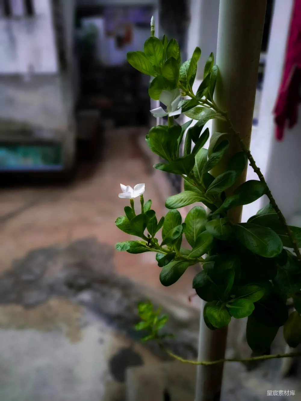 高清摄影 植物 自然 清新 雨后 茉莉花 雨后清新的白茉莉花