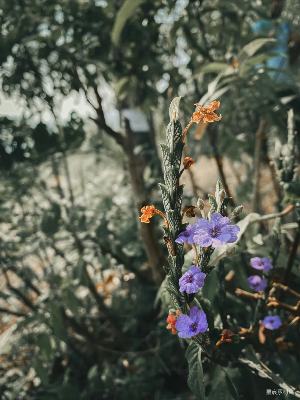 高清摄影 自然 花朵 紫色 植物 户外 紫色花朵的自然之美
