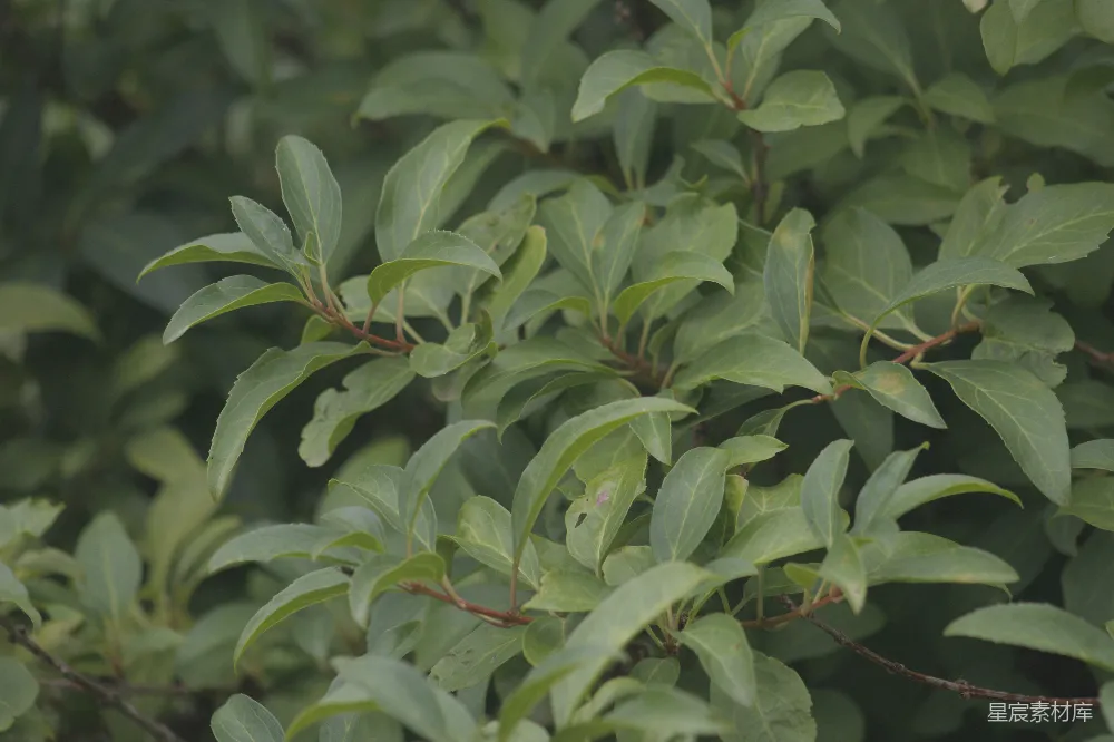 高清摄影 植物 自然 绿色 叶子 户外 绿叶植物特写