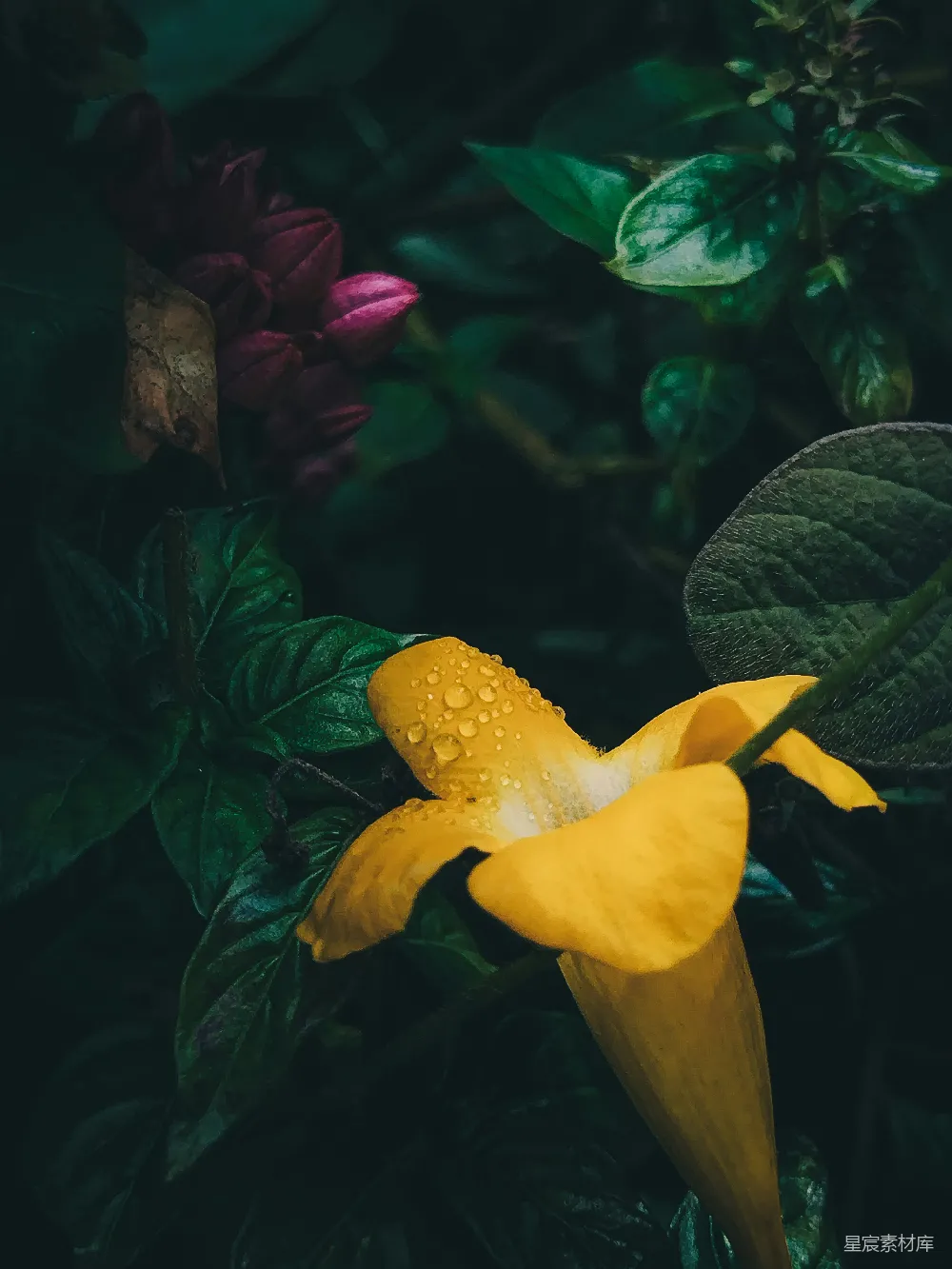 高清摄影 花朵 雨滴 自然 宁静 清新 雨后黄花