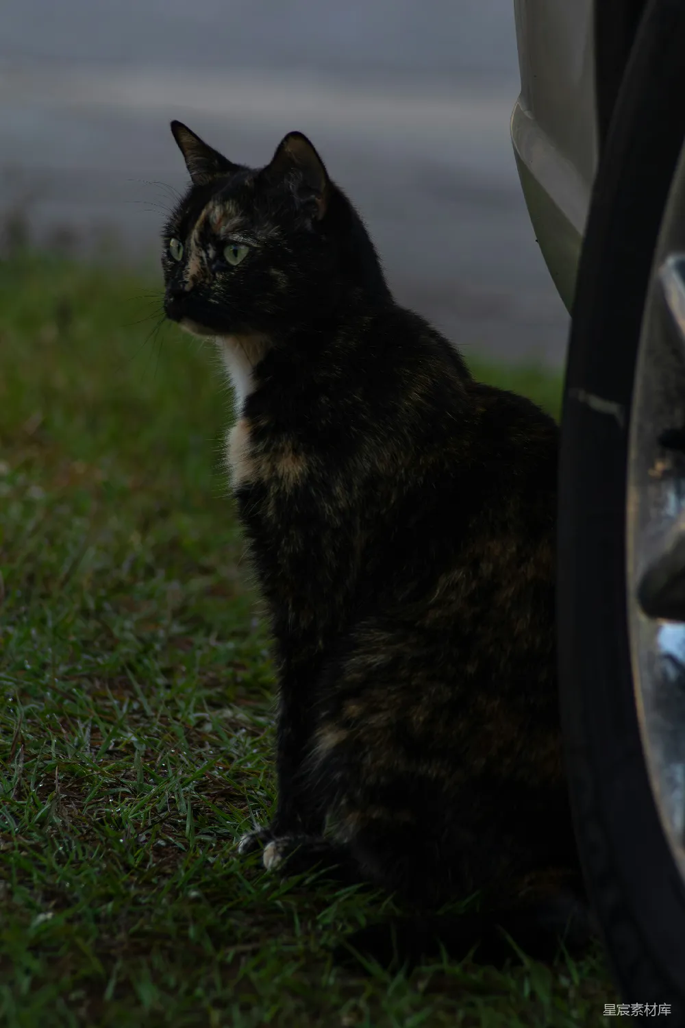 高清摄影 猫 三花猫 草地 雨后 动物 雨后草地上的三花猫