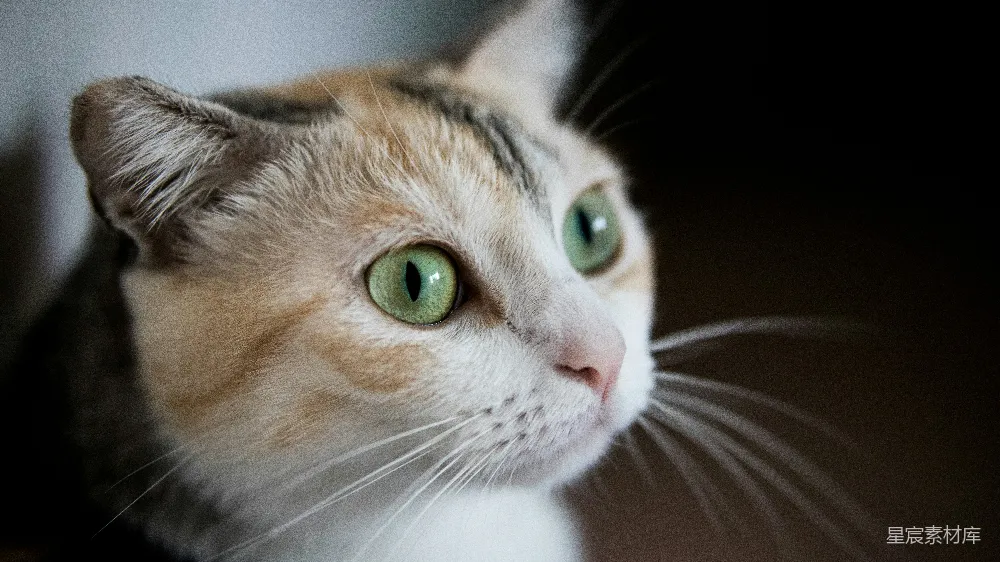高清摄影 猫 眼睛 特写 可爱 动物 猫的眼睛