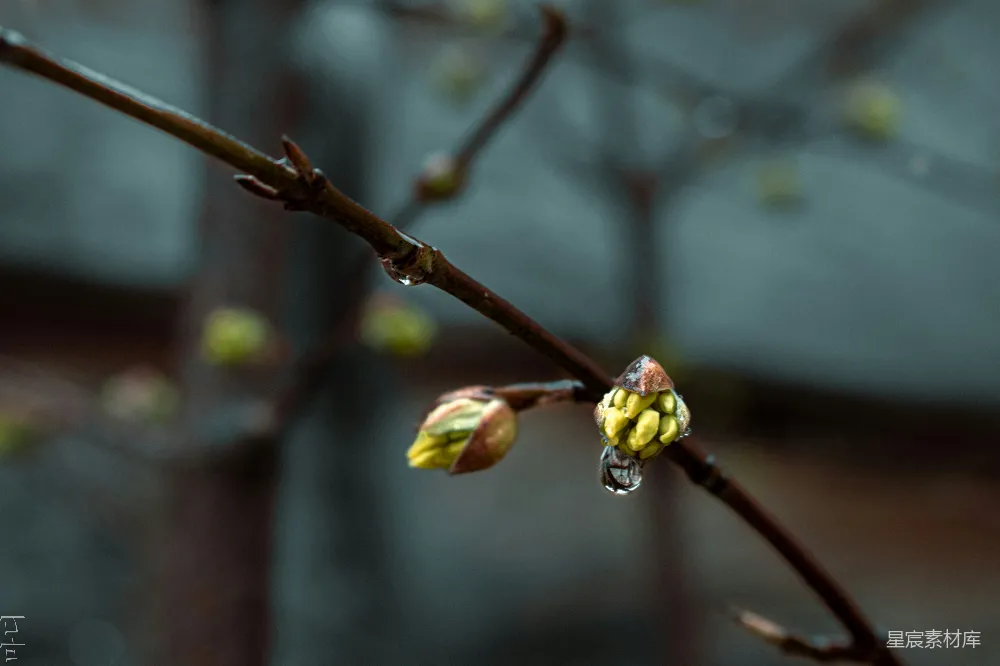 高清摄影 自然 春天 微距 雨滴 生长 雨后的新芽