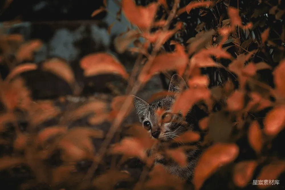 高清摄影 小猫 自然 森林 可爱 野生动物 森林中的小猫