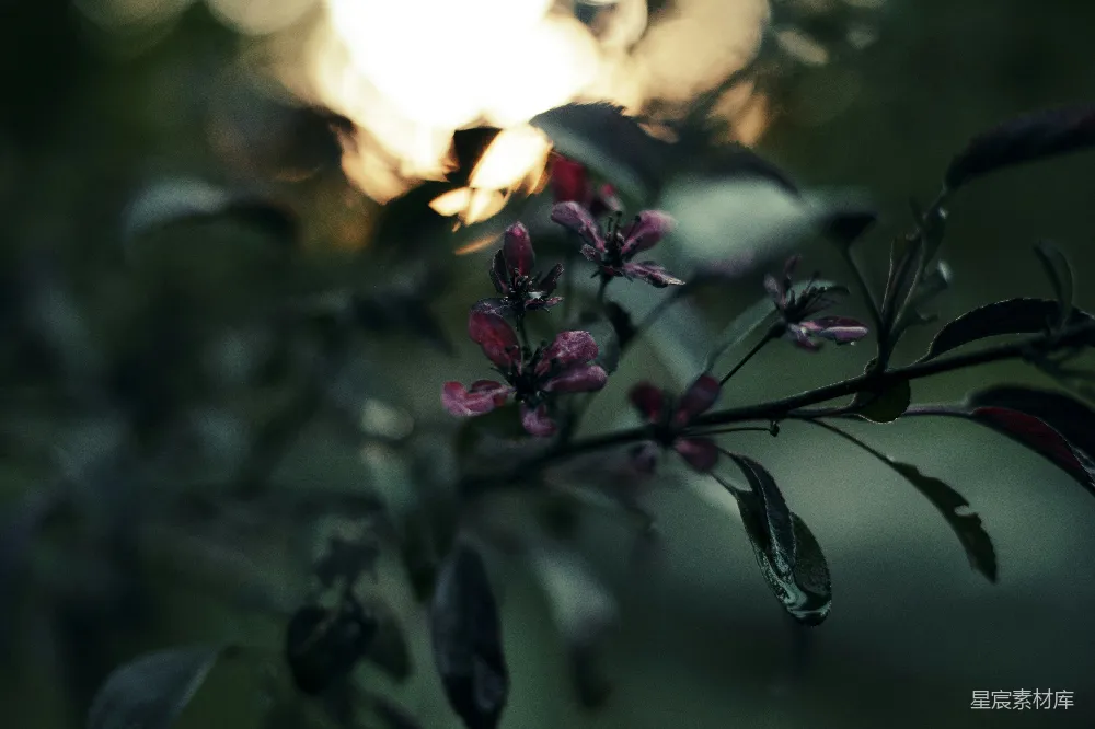 高清摄影 夕阳 花朵 自然 静谧 光影 夕阳下的花朵