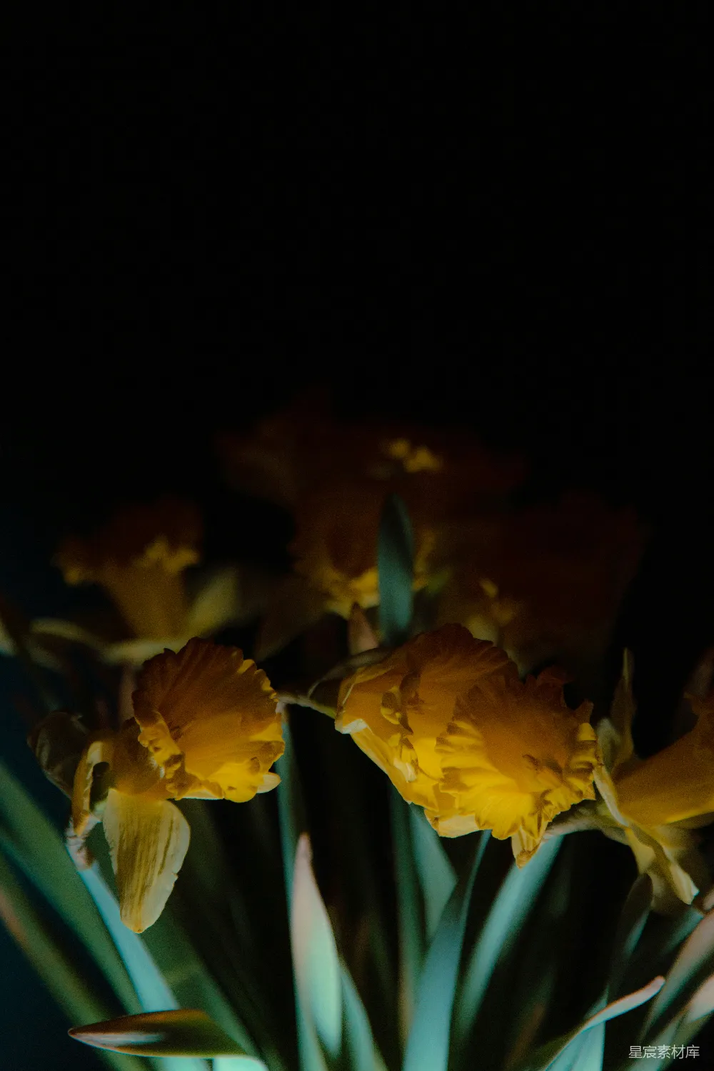 高清摄影 花朵 夜景 自然 静谧 花艺 夜色中的黄色花朵