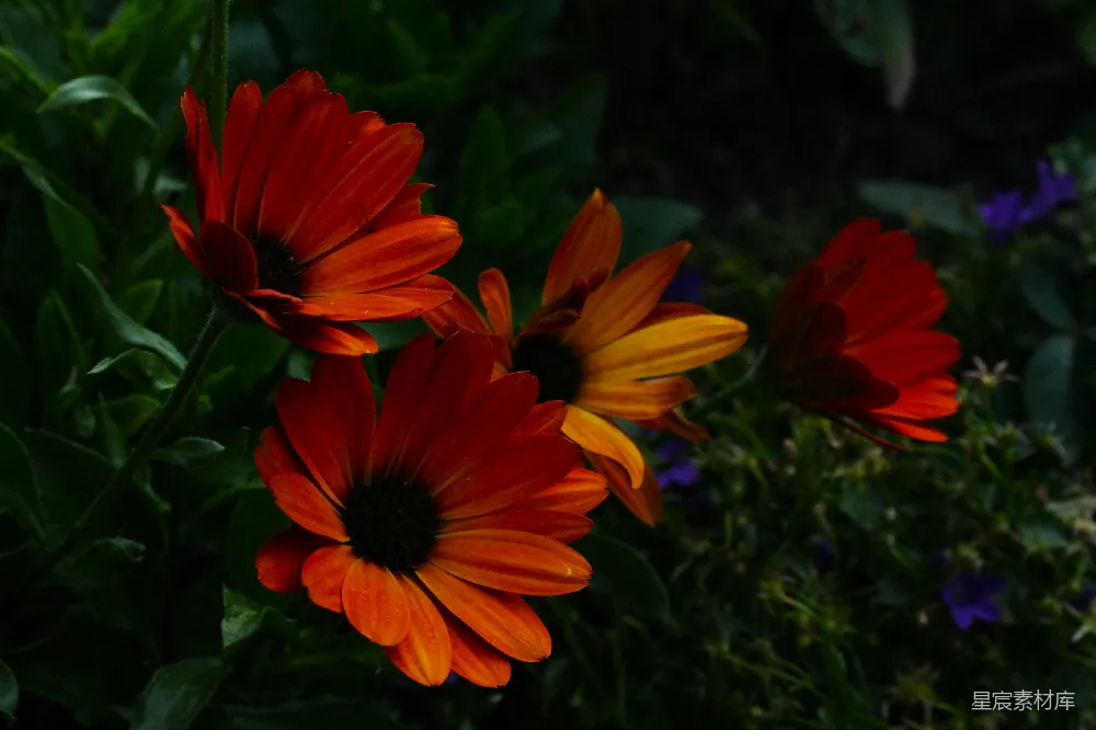 高清摄影 雏菊 橙色 夜晚 自然 花卉 橙色雏菊的夜晚