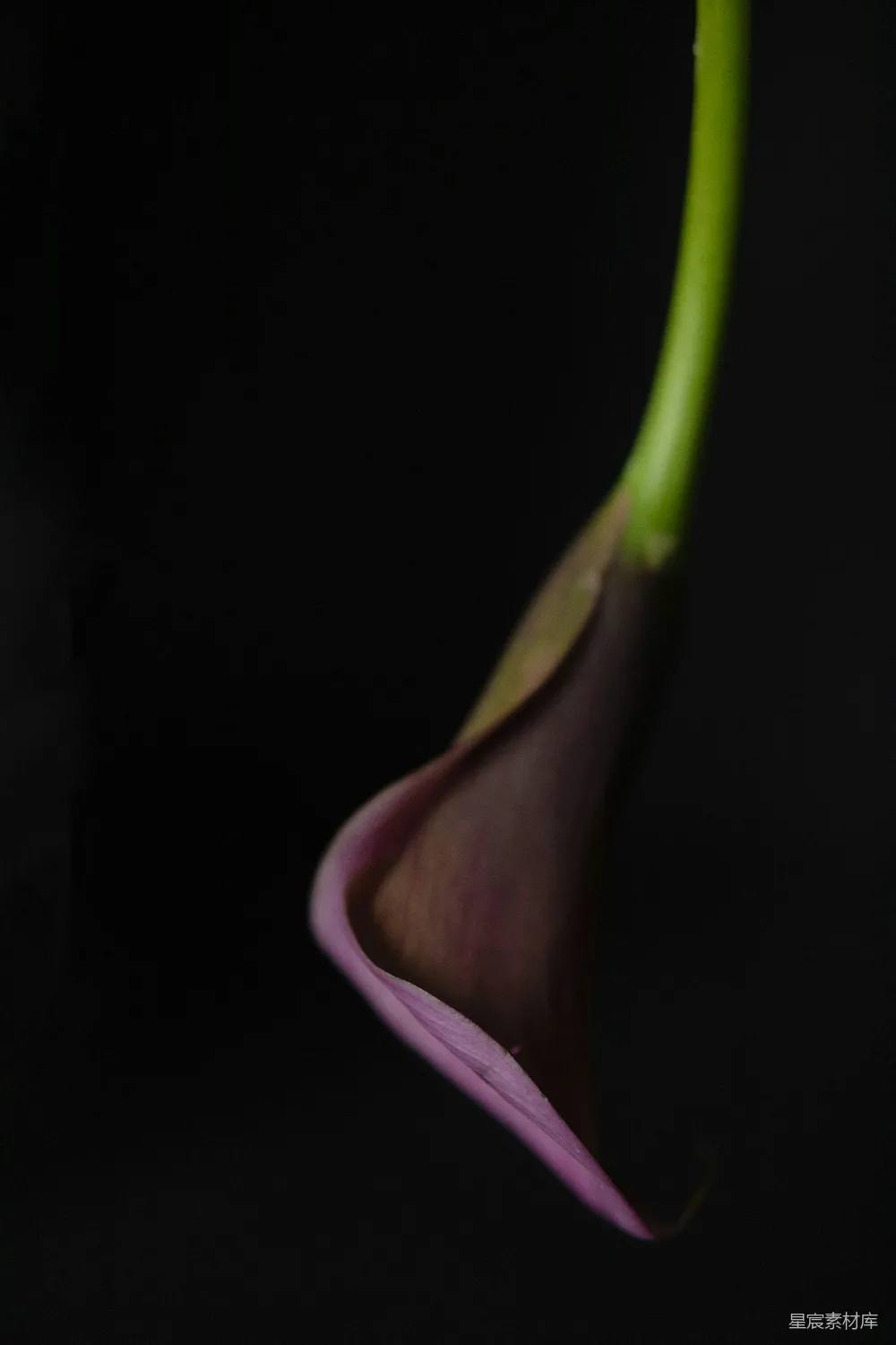 高清摄影 马蹄莲 花卉 静物摄影 优雅 深色背景 紫色马蹄莲在黑色背景下的优雅