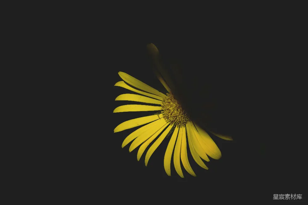 高清摄影 雏菊 自然 简约 静谧 花卉 静谧中的黄色雏菊