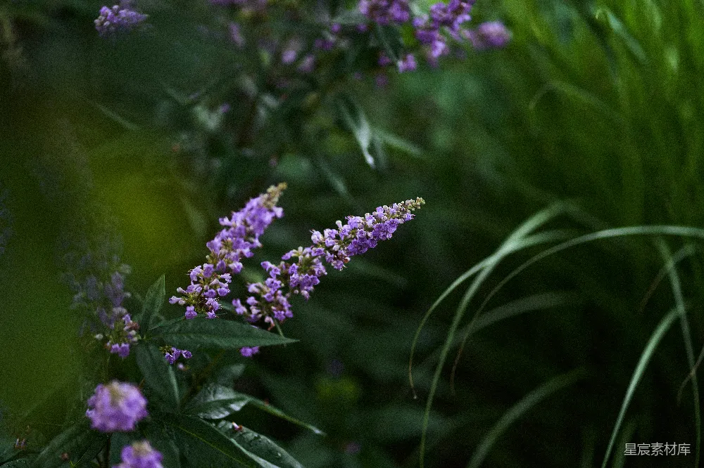 高清摄影 紫色花朵 雨后场景 自然风光 花卉摄影 清新 雨后紫色花丛