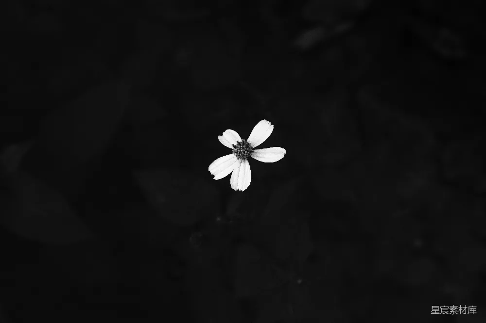 高清摄影 黑白摄影 花卉 自然 简约 静谧 黑白花影