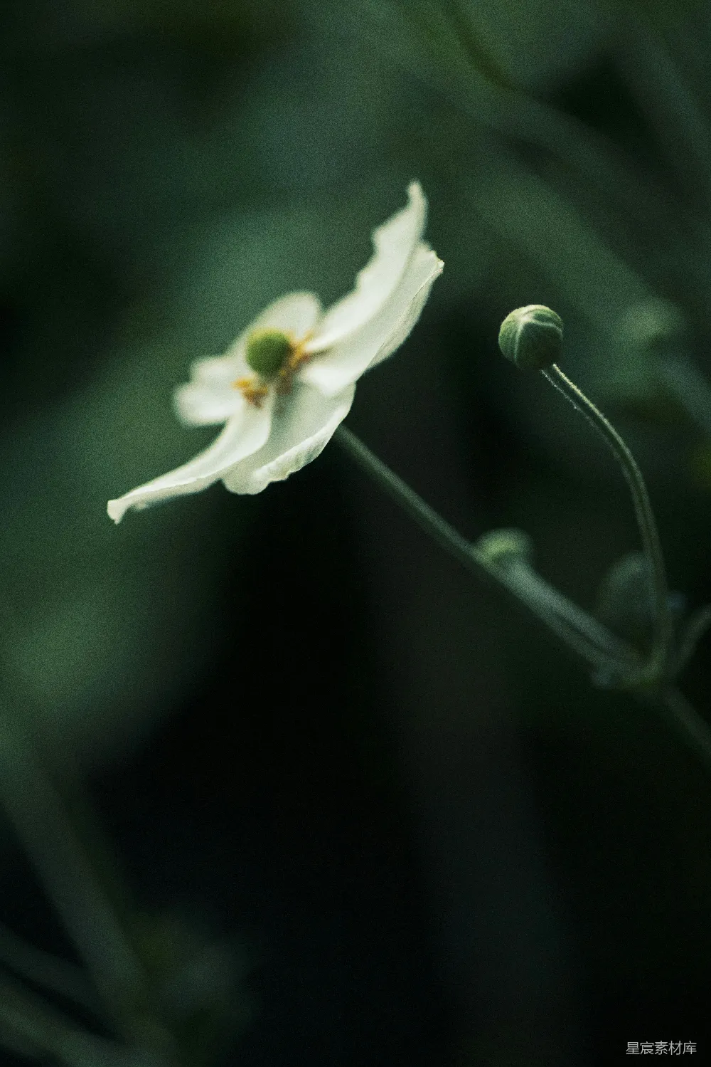 高清摄影 花朵 自然 宁静 摄影 春天 幽静的白色花朵
