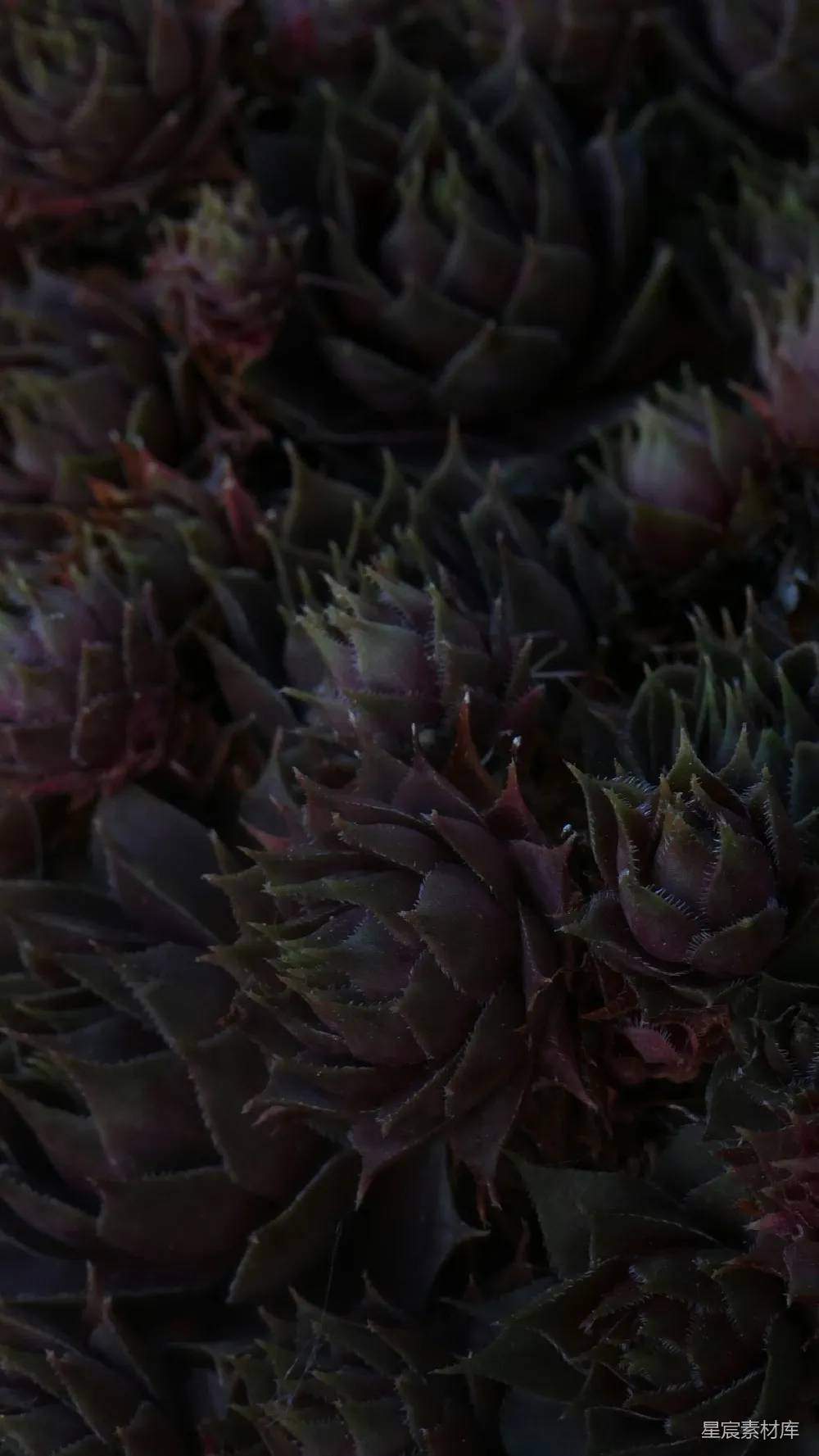 高清摄影 多肉植物 夜晚 自然 植物 纹理 夜晚的多肉植物