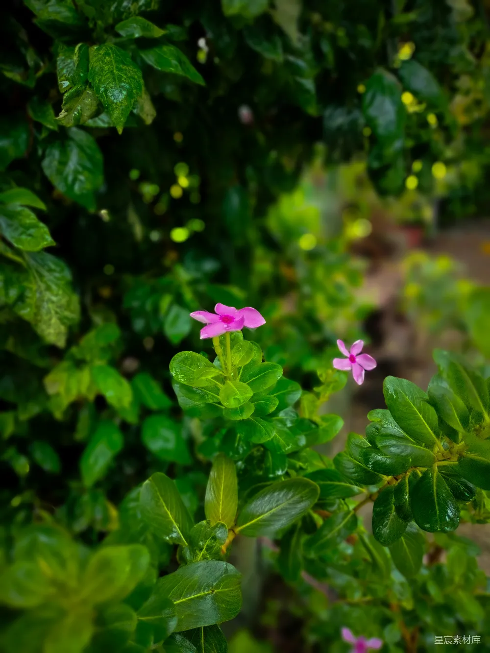 高清摄影 植物 花朵 雨后 自然 清新 雨后盛开的紫红色花朵