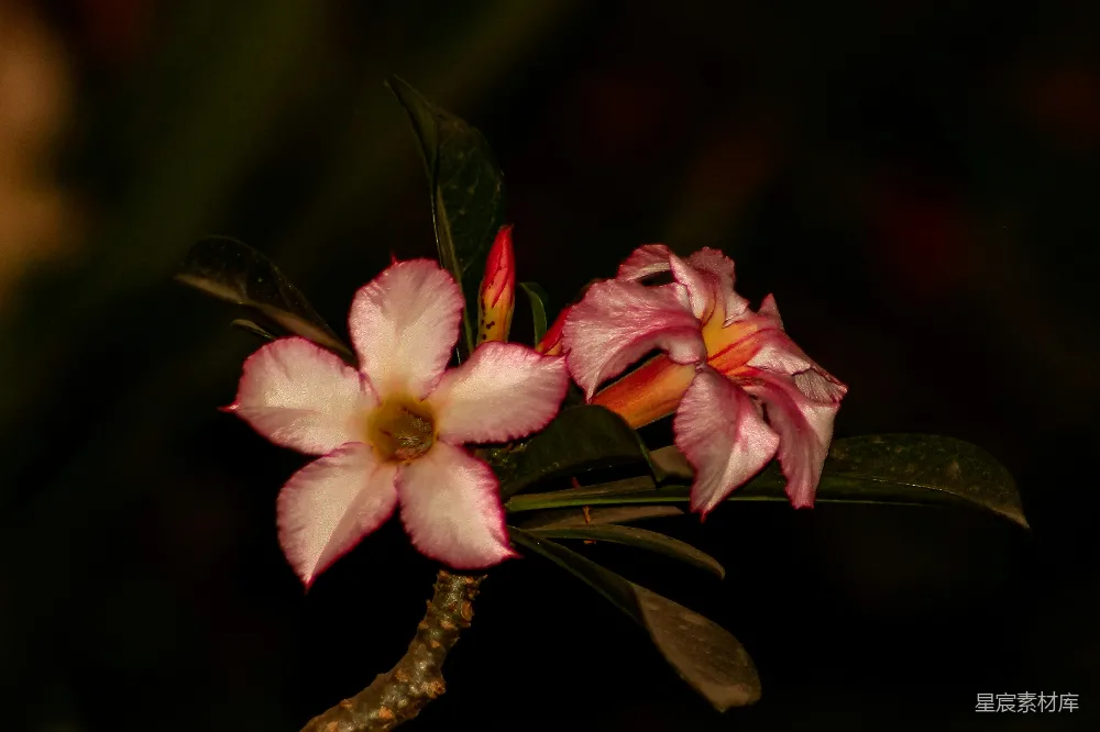 高清摄影 花朵 自然 摄影 植物 花卉 沙漠玫瑰的优雅绽放