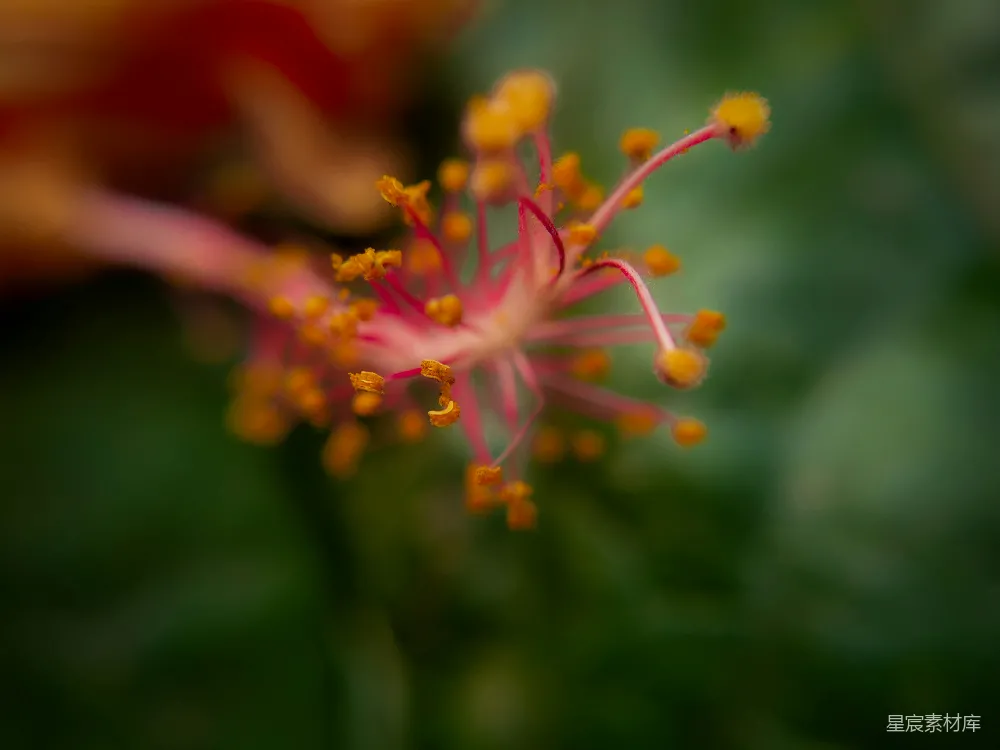 高清摄影 花朵 特写 自然 粉色 细部 粉色花蕊的特写