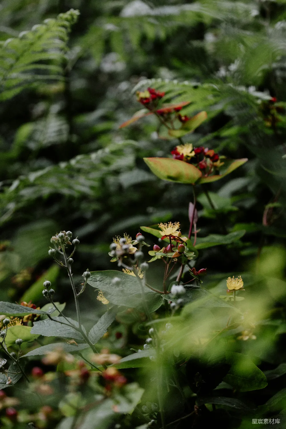 高清摄影 自然 植物 绿色 户外 宁静 绿意盎然的自然小景