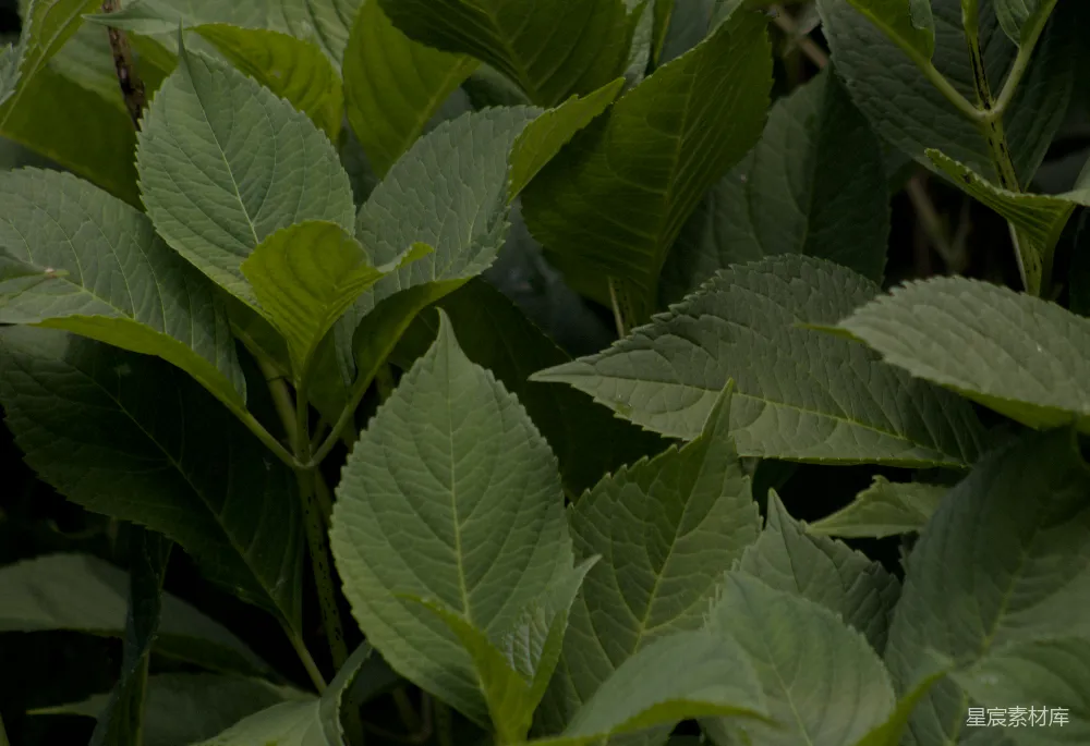 高清摄影 自然 植物 树叶 宁静 生态 绿叶的静谧