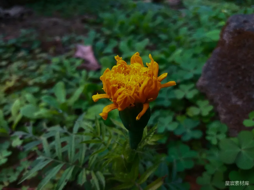 高清摄影 自然 花朵 特写 生机 户外 金黄色花朵的特写