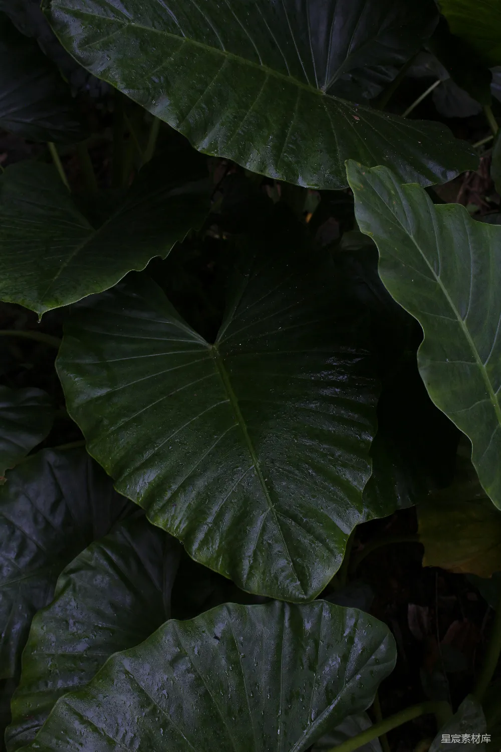 高清摄影 雨后 植物 绿叶 自然 宁静 雨后绿叶的宁静