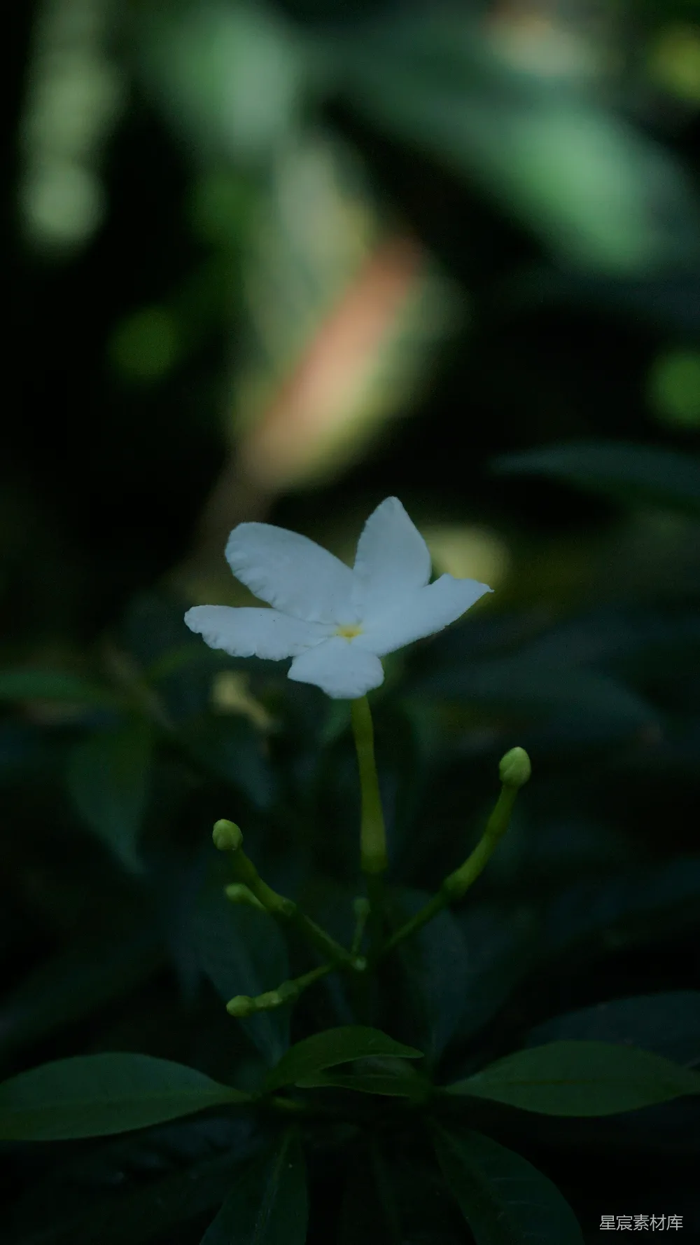 高清摄影 茉莉花 夜色 清新 自然 花卉 幽静的夜色中的茉莉花