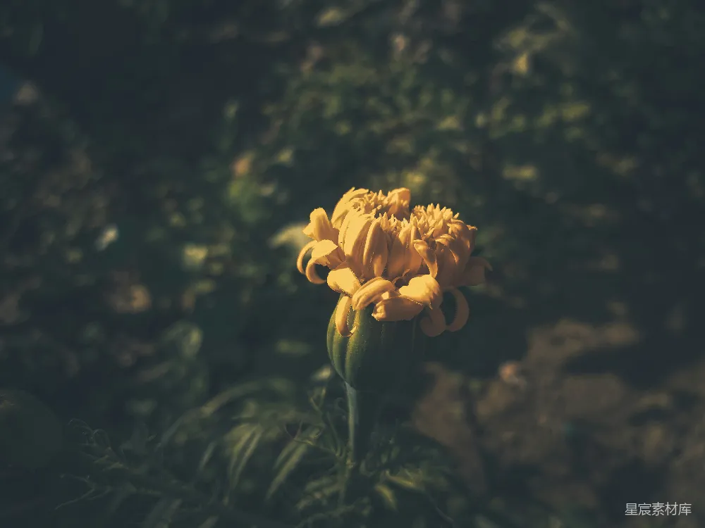 高清摄影 花朵 自然 阳光 摄影 宁静 阳光下的黄色雏菊